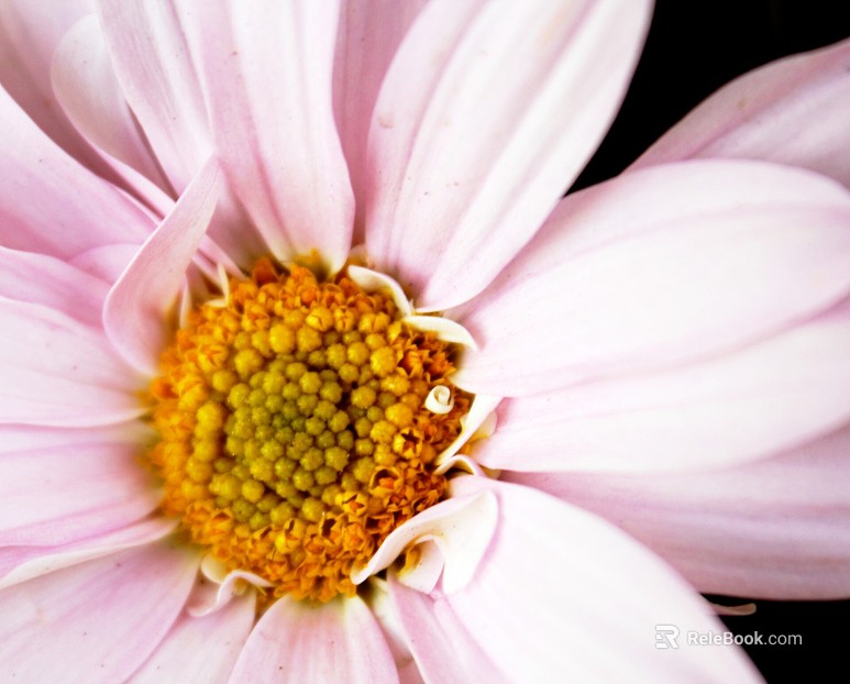 Flowers texture