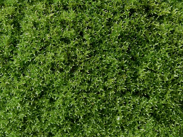Plants texture (ID:ffabg90033)