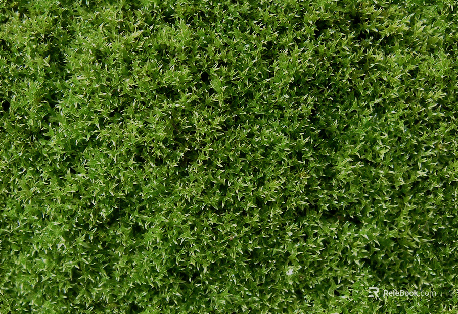 Plants texture