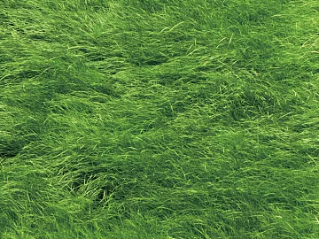 Lawn Grass texture (ID:ffach560838)