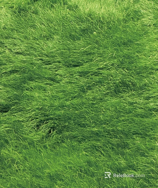 Lawn Grass texture