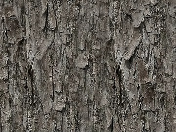 bark texture (ID:ffaeg77276)