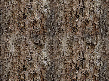 New Chinese Pine Bark 3d model