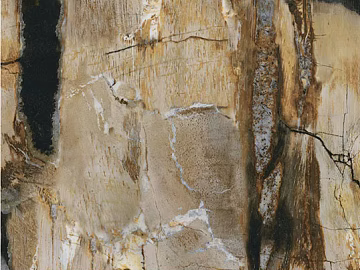 bark texture (ID:ffadf5723)
