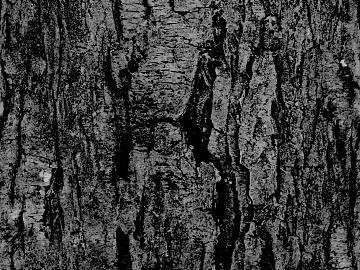 bark texture (ID:ffaeg61273)