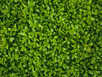 Plant wall texture (ID:ffaeg34727)