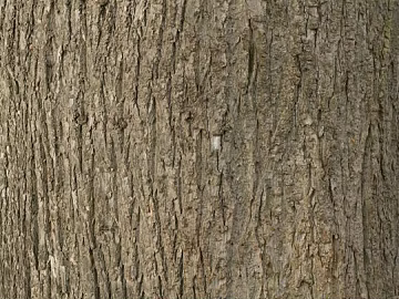 bark texture (ID:ffagg48956)