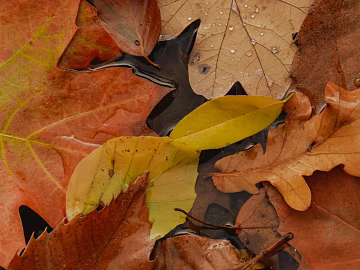 fallen leaves texture (ID:ffagg60745)