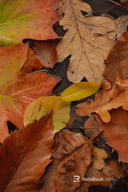 fallen leaves texture