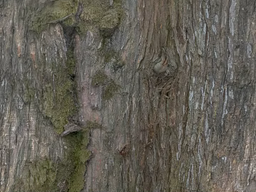 Grey green decorative veneer with moss bark texture (ID:ffaeh477216)
