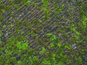 moss texture (ID:ffacg80641)