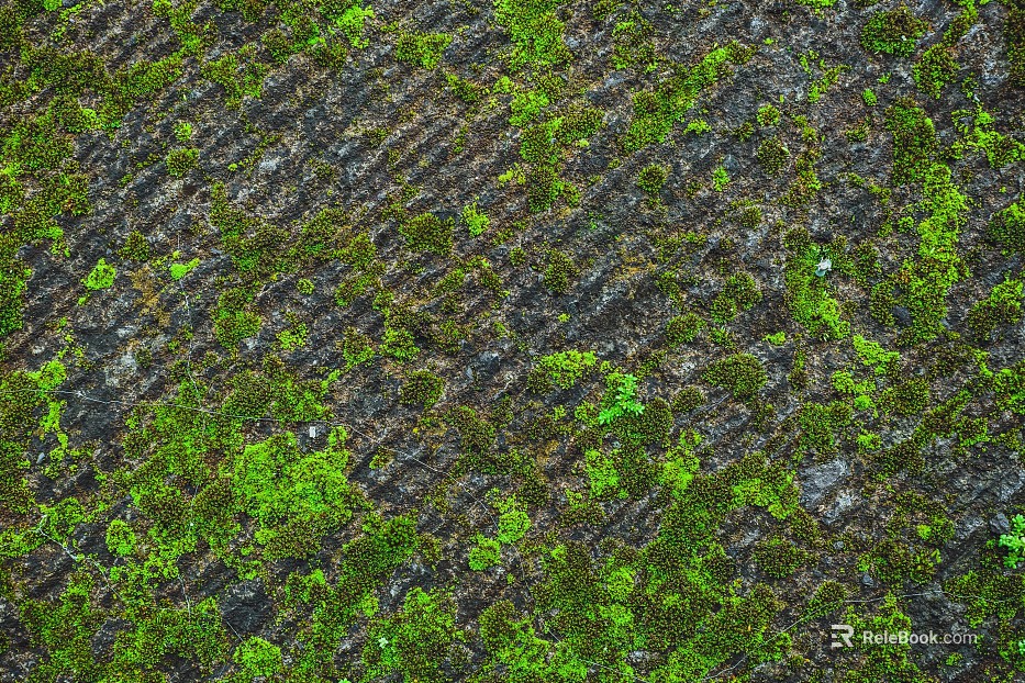 moss texture