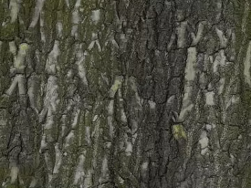 bark texture (ID:ffaag62750)