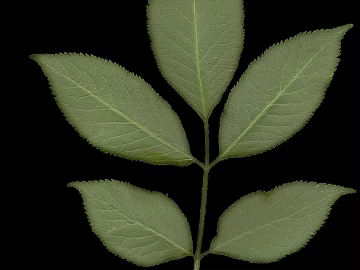 leaves texture (ID:ffaff1655)