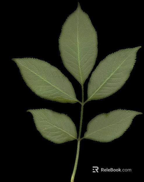 leaves texture