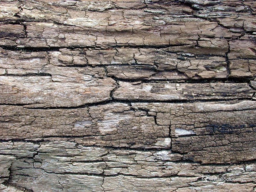 old wood texture