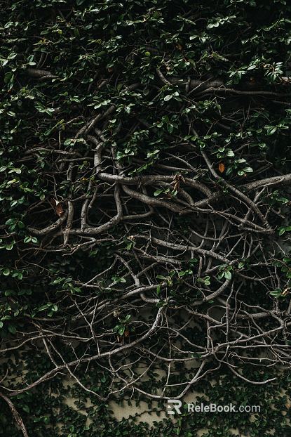 Plants texture