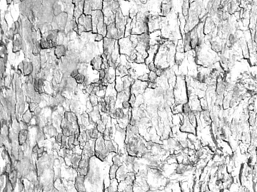 bark texture (ID:ffabg18726)