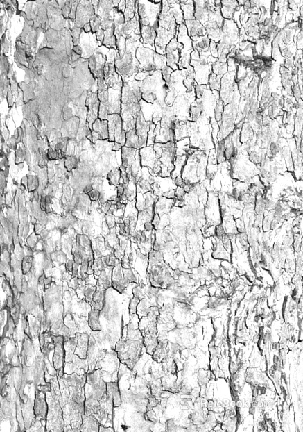 bark texture