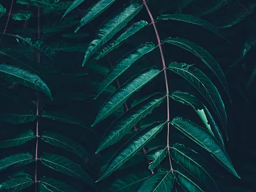 Plants texture (ID:ffagg91645)