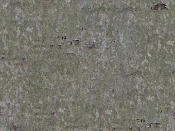 bark texture (ID:ffaeg26460)