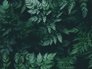 Plant Wallpaper texture (ID:ffajg44214)