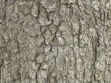 ancient tree bark texture (ID:ffagg37177)