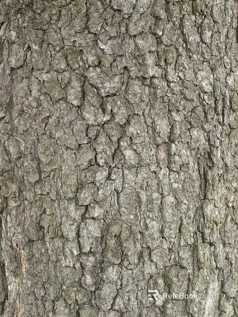 ancient tree bark texture