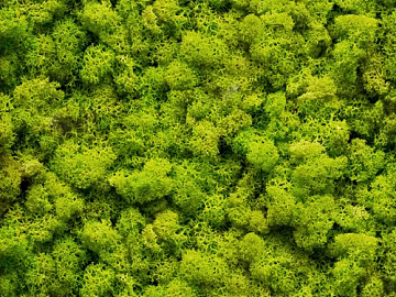 moss texture (ID:ffagg98757)