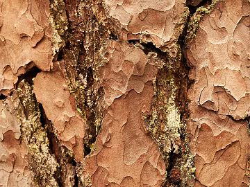 bark texture (ID:ffabg11529)