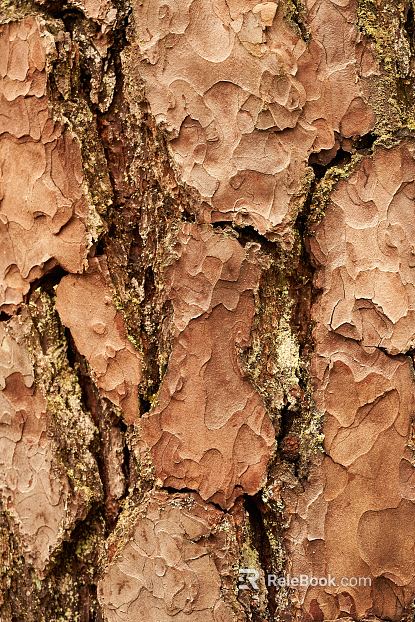 bark texture