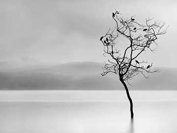 black and white tree shadow texture (ID:ffaeg05445)