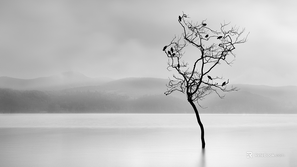 black and white tree shadow texture
