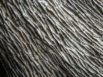 bark texture (ID:ffagg27138)