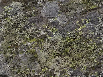 moss texture (ID:ffaeg54027)