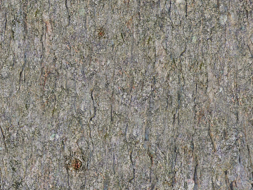 bark texture (ID:ffaeg15049)