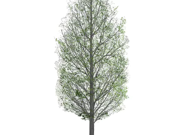 Tree texture (ID:ffaag56585)
