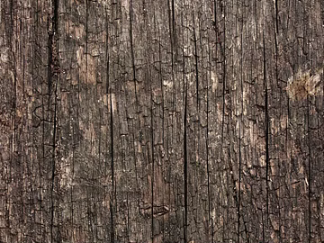 bark texture (ID:ffaag74290)