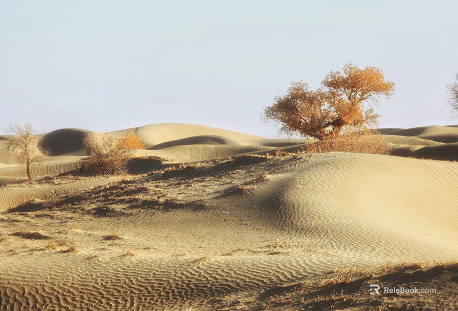 Wild Scenery texture