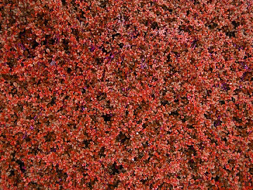 Plants texture (ID:ffacf7591)