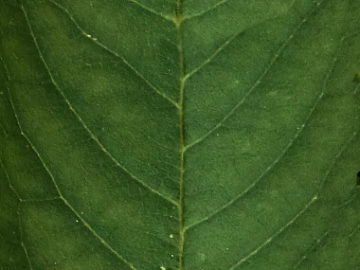 leaves texture (ID:ffagg37410)