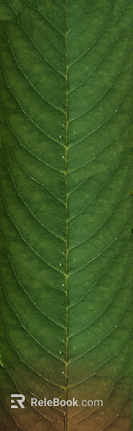 leaves texture
