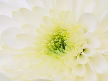 Flowers texture (ID:ffabg15558)