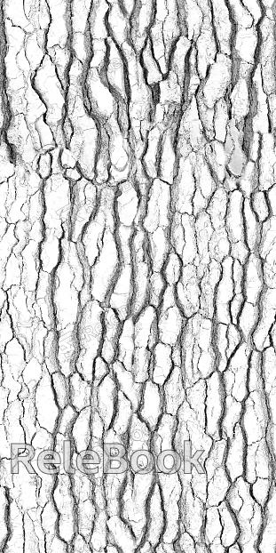 bark texture