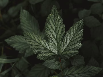 leaves texture (ID:ffagg85878)