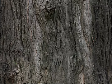 Black Trunk Bark Decoration Map texture (ID:ffaeh785166)