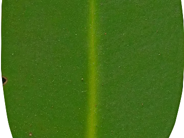 Green broadleaf plant leaves texture (ID:ffaeh867666)