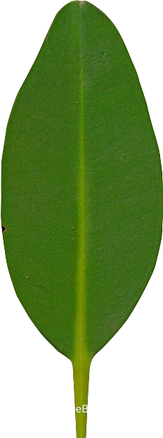 Green broadleaf plant leaves texture