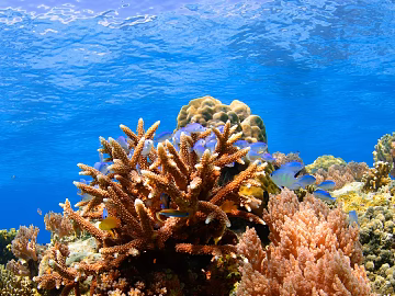 Fish tank texture (ID:ffach294614)