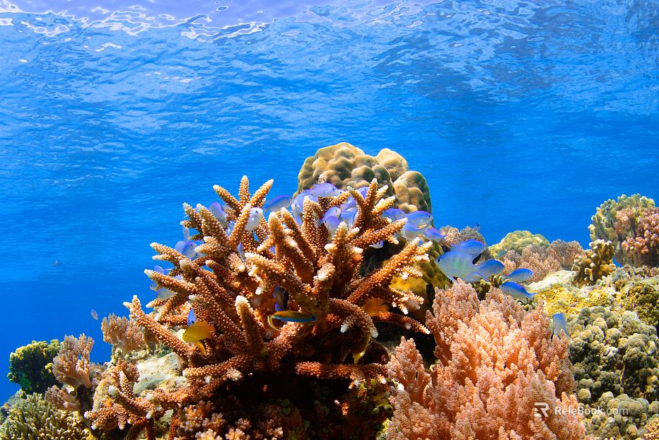 Fish tank texture